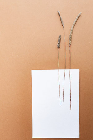 Dried flowers. Dry field spikelets craft paper background. Autumn Concept