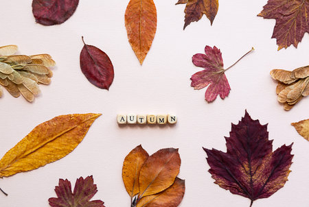 Minimalistic seasonal composition. The word AUTUMN made of wooden cubes on a pink background with...