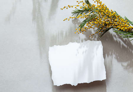 Modern spring stationery still life. Blank white sheet of paper and mimosa flowers with interesting shadows on a gray background. Mock up, top viewの写真素材