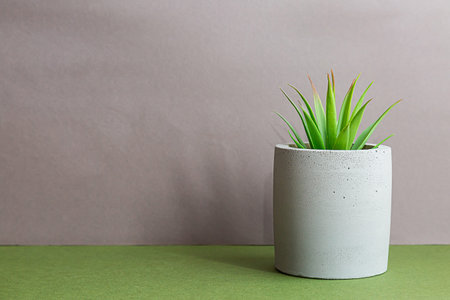 Minimalist still life of succulent houseplants in a concrete pot on a gray background. Modern composition with copy spaceの写真素材