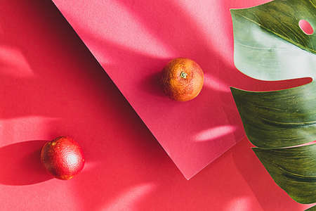 Bright minimalistic still life, red oranges on a red background. Composition with monstera palm leaf and fruits, copy spaceの写真素材