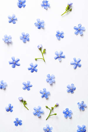 Trendy summer pattern of delicate wildflowers. Forget-me-not blue flowers on a light background. Modern summer background.の写真素材