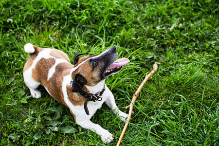 Dog sticking out his tongue, lying down the grass Funny jack russell terrier playing with stick. Pet...