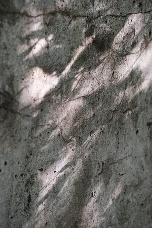 Abstract background of shadow on concrete wall. Old gray cement wall, sunlight and tree shade.