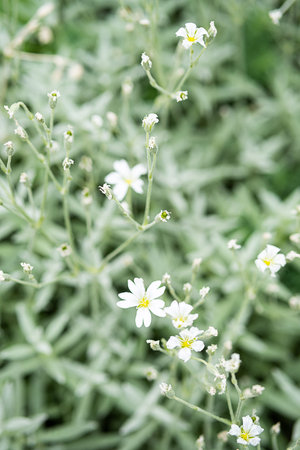 Summer flowers, nature background. Little white flower, blooming at sunny day. Floral concept,...