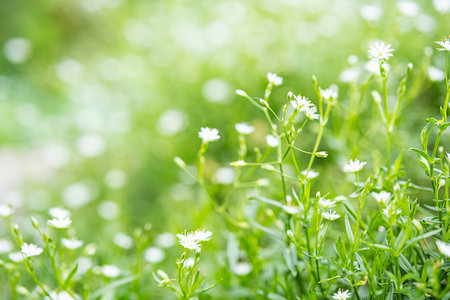 Summer flower, nature background. White small flowers blooming at sunny day. Floral concept,...