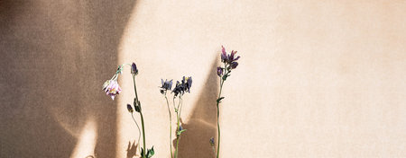 Dried flowers and long shadows on beige textured background. Floral composition in minimalism style,...