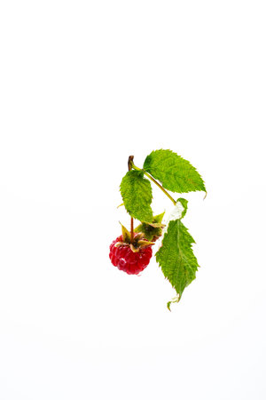 Raspberry berry with green leaf isolated on white.