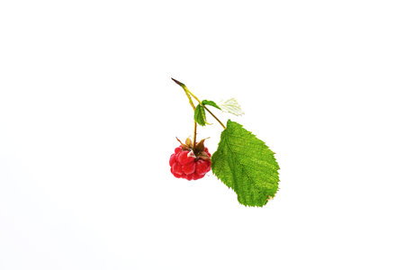 Raspberry berry with green leaf isolated on white.の写真素材