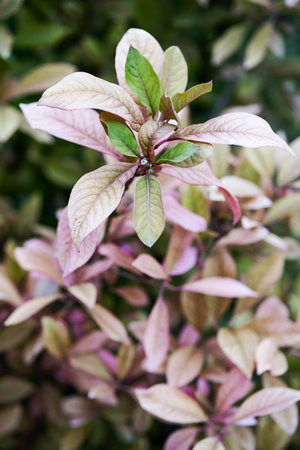 Euonymus europaeus, European spindle or common spindle. Burning-bush, strawberry-bush, wahoo,...