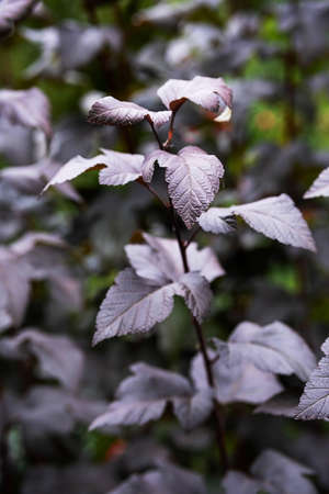 Physocarpus opulifolius diabolo or ninebark foliage, close up, selective focus. Beautiful botany background.の写真素材