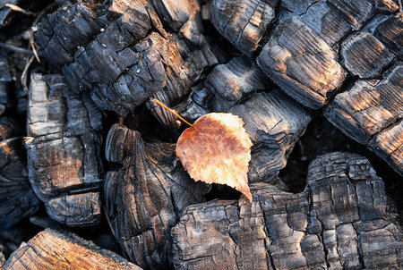 Fall leaf on charcoals in sunshine. Creative minimalist autumn concept.