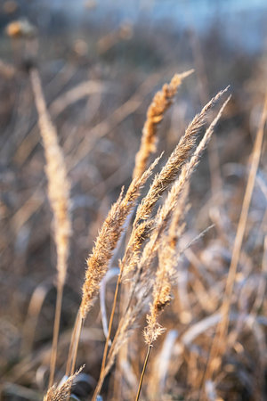 Pampas grass landscape, fall evening. Dry reeds boho style. Natural pattern, selective focus.
