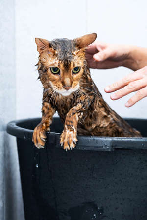 Funny wet cat. Bath or shower to Bengal breed cat. Pet hygiene concept.の写真素材
