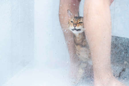 Funny wet cat washing at shower cabin. Bathing or showering to bengal breed Cat. Pet hygiene concept.の写真素材