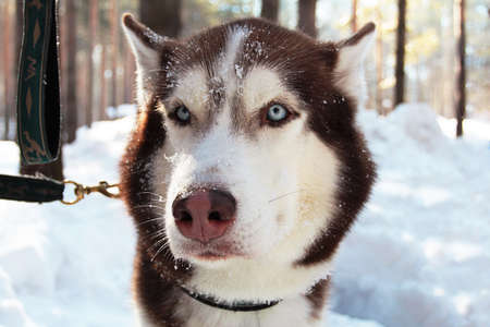 Siberian husky dog looks around to snowy forest. Muzzle of dog with blue eyes, close up.の写真素材