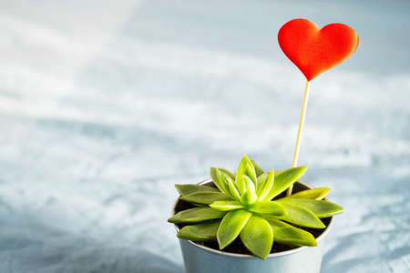 Succulent plant with red heart in steel pot on blue background. Valentine's Day concept.の写真素材