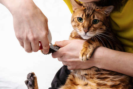 Man shearing cat's claws at home, close-up. Trimming cat nails. Mens hand hold scissors for cutting off domestic cat's claws.の写真素材