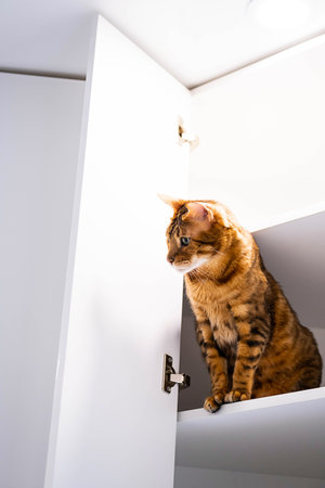 Funny ginger cat sitting on shelf. Playful bengal cat looking down from rack.の写真素材