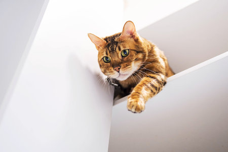 Funny ginger cat playing with owner, sitting on shelf. Playful bengal cat holding out paw, looking...