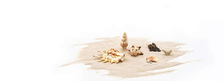 Beautiful seashells on white sands. Creative arrangement of seashells collection.の写真素材