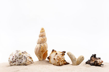 Beautiful seashells on white sands. Creative arrangement of seashells collection.の写真素材
