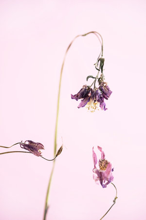 Beautiful dried flowers, close up. Withered flower against pastel pink background.の写真素材