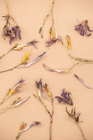 Pattern of beautiful dried flowers. Withered lily flower on beige background.の写真素材