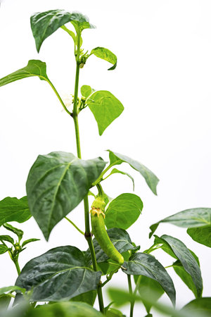 Homegrown chilli pepper, cultivation green pepper vegetable. Chili pepper branch, close up.