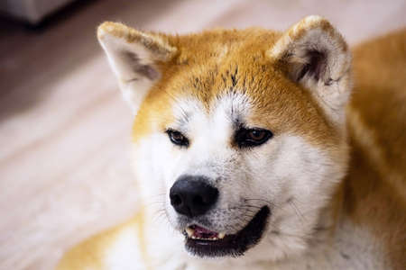 Japanese akita inu dog resting on floor at home.  Ginger akita dog laying down at living room.の写真素材