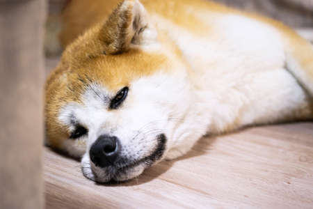 Japanese akita inu dog resting on floor at home.  Ginger akita dog laying down at living room.の写真素材