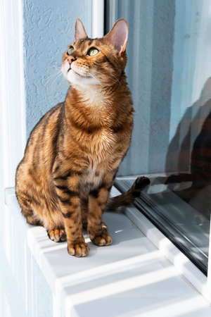 Ginger cat sitting on windowsill in the morning. Pet relaxing, enjoying sun light.の写真素材