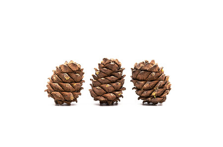 Different cedar cones with pine nuts on white background.の写真素材