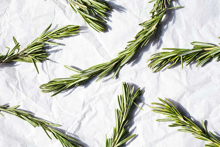 Rosemary sprigs, close up. Twigs of rosmarinus officinalis.の写真素材