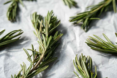 Rosemary sprigs, close up. Twigs of rosmarinus officinalis.の写真素材
