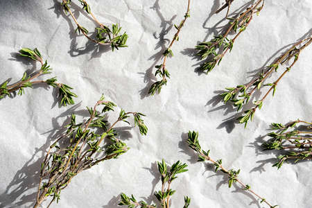Thyme sprigs, close up. Twigs of thymus serpyllum.の写真素材