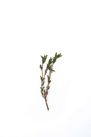 Thyme sprig on white background. Twig of thymus serpyllum, close up.の写真素材
