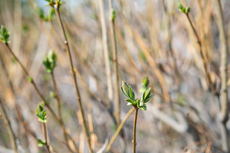 Spring new leaves, selective focus. Tree buds bloom on branch, close up. Germination of the first...