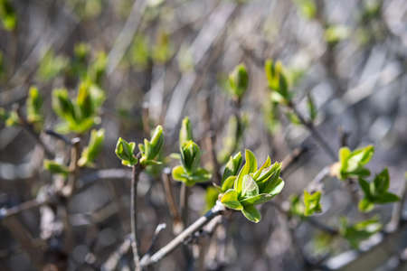 Spring new leaves, selective focus. Tree buds bloom on branch, close up. Germination of the first spring leaves.の写真素材