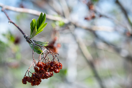 Spring new leaves with old rowan berries on branch, selective focus. Tree buds bloom, close up....