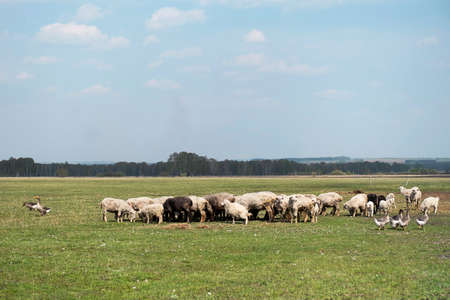Sheep Grazing in Meadow. Rural scene, flock of sheep herds.の写真素材