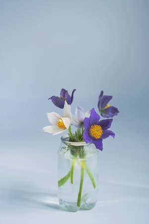 Bouquet of first spring wildflower Pulsatilla Vulgaris in plastic bottle. Springtime minimal still life, concept of reduce waste.の写真素材