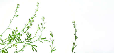 Field Pennycress on white background, selective focus. Bitter edible herb Brassicaceae family, used in salads.の写真素材