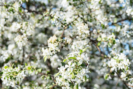 White blossom apple tree, selective focus. Beautiful nature background.の写真素材