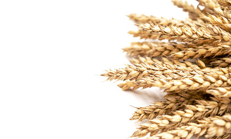 Ears of wheat on white, selective focus. Minimal style food background, place for text.の写真素材