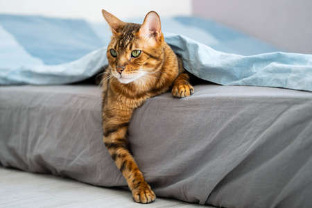 Cute bengal cat lies under blanket on the bed. Cat in bed concept.の写真素材