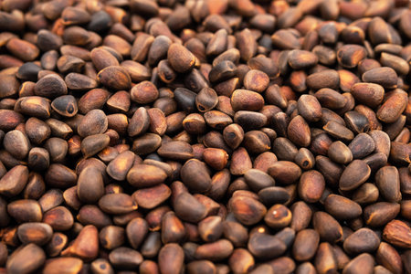 Pine nuts background. Cedar nutlets, close up.