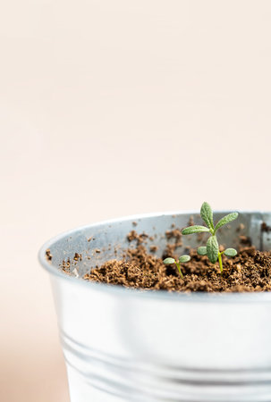 Small rosemary potted plant, close up. Home growing organic spice herb in pot.の写真素材