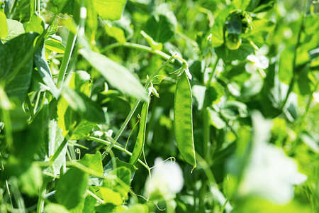 Pod of green peas growing on farmland. Young green pea plants, close up. Gardening background.の写真素材