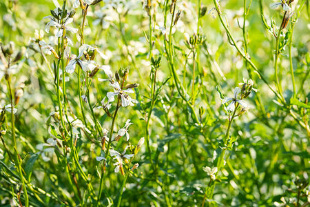 Blossom rucola in sunlight. Flowering Arugola plant or Rocket rucola salad in garden.